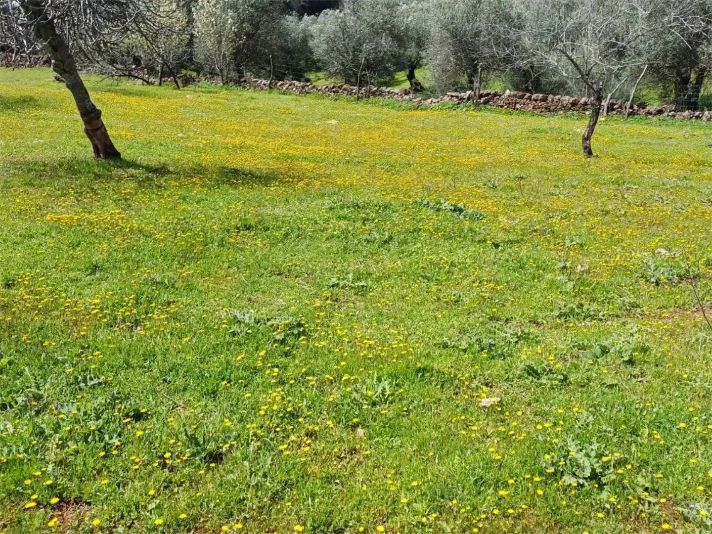 Finca rústica en venta en Fuentes de León