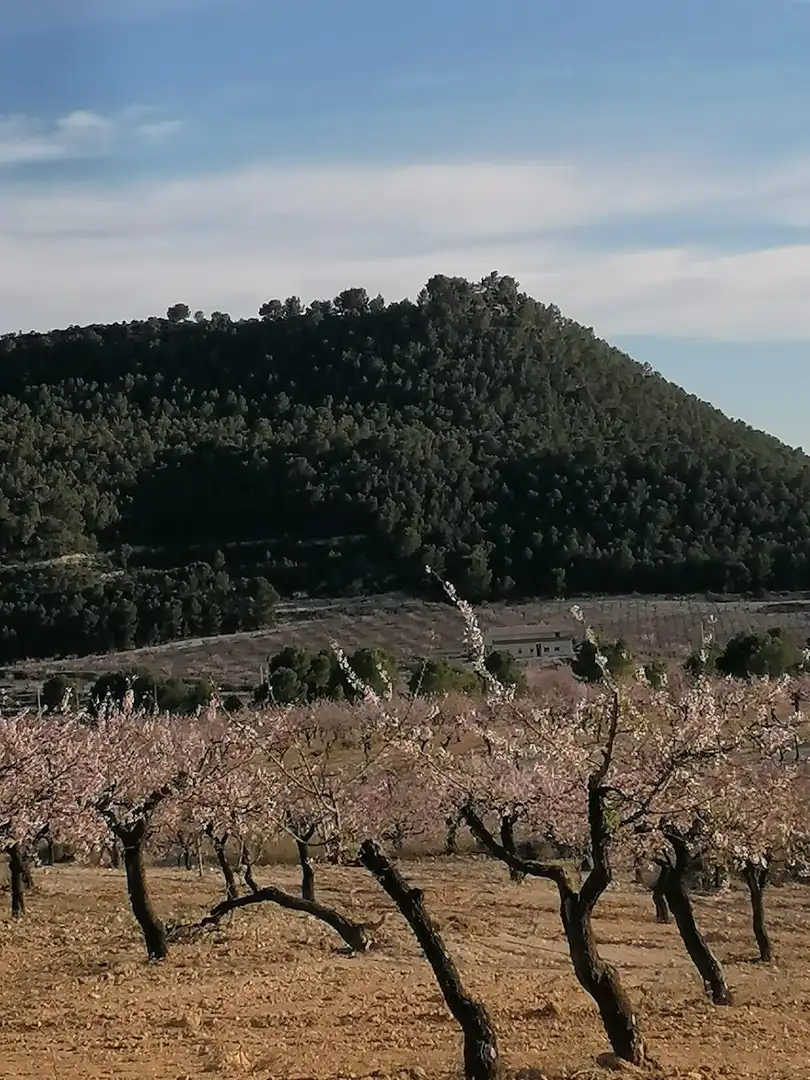 Terreny rústic en venda a Moratalla, imagen 4