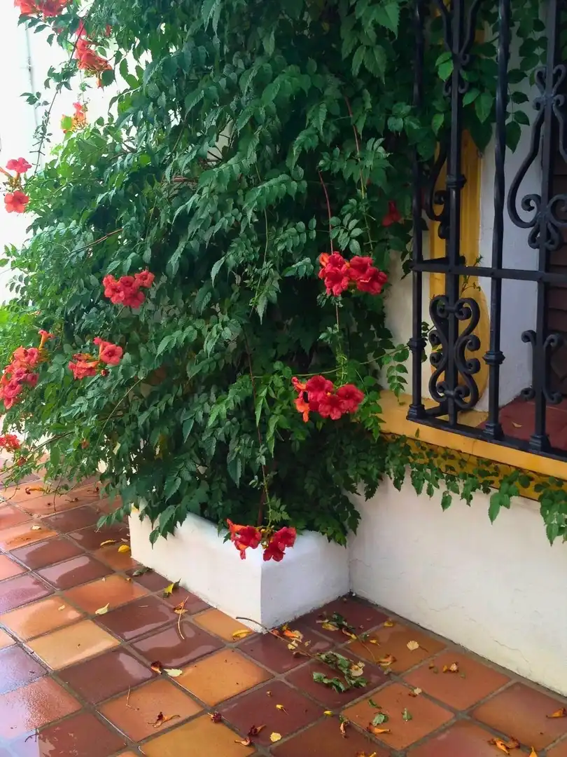 Jardín de Casa o chalet en venta en Villanueva del Arzobispo con Terraza