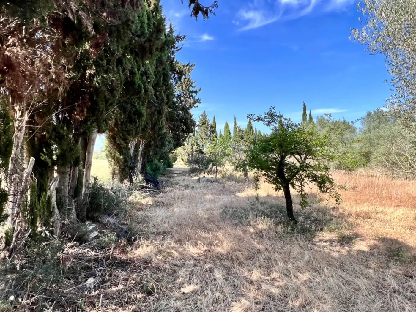 Maison rustique à vendre à Muro, imagen 2