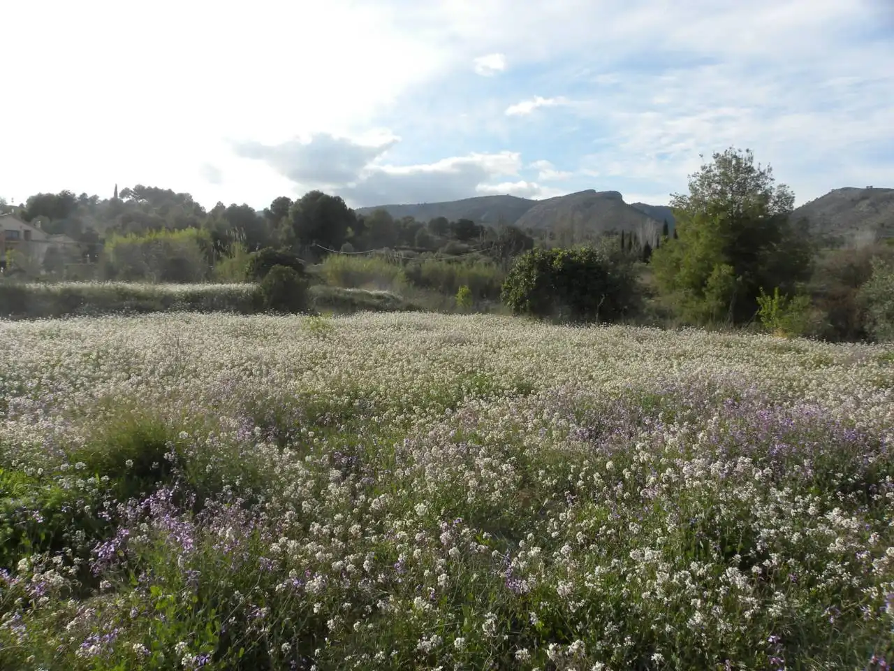 Jardí de Residencial en venda en Caravaca de la Cruz