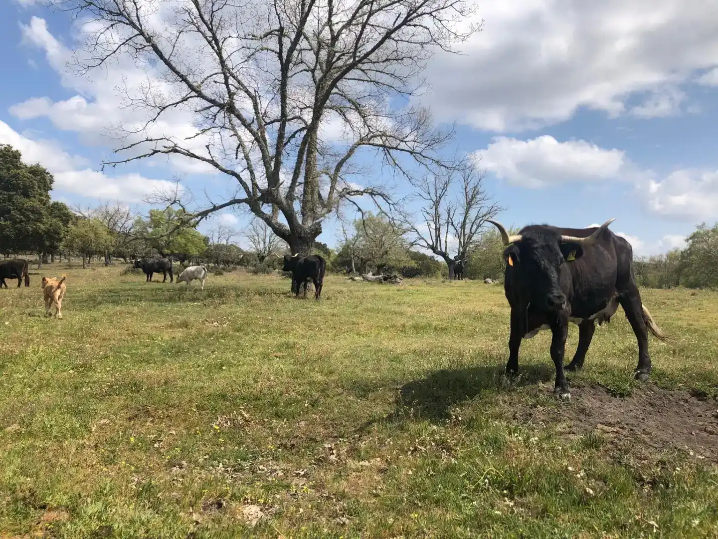 Vista exterior de Terreno en venta en Fuentes de Oñoro