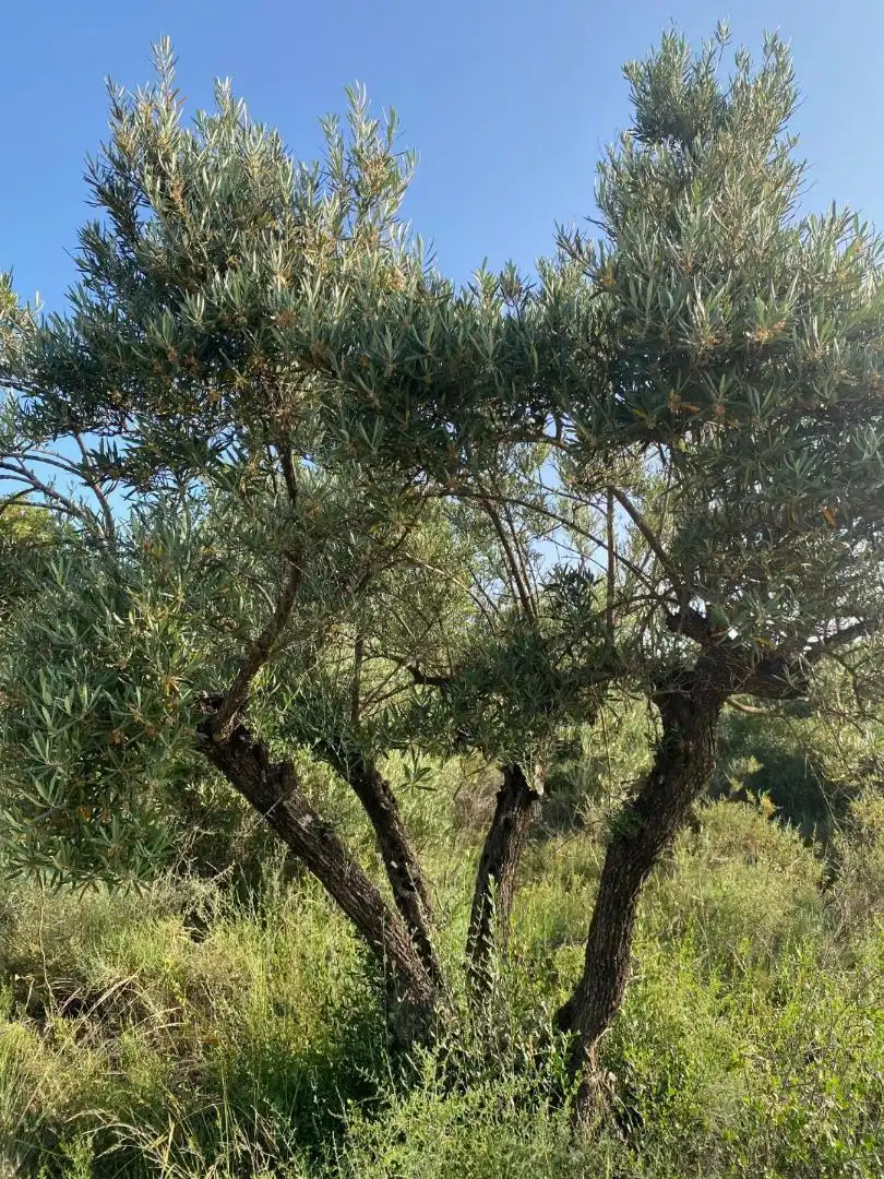 Garten von Grundstücke zur Miete in Loranca de Tajuña