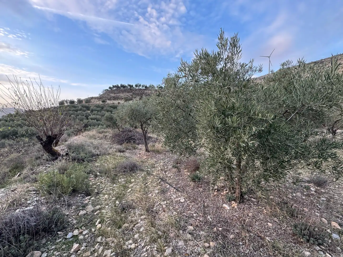 Terreno rustico in vendita a Lecrín, imagen 15
