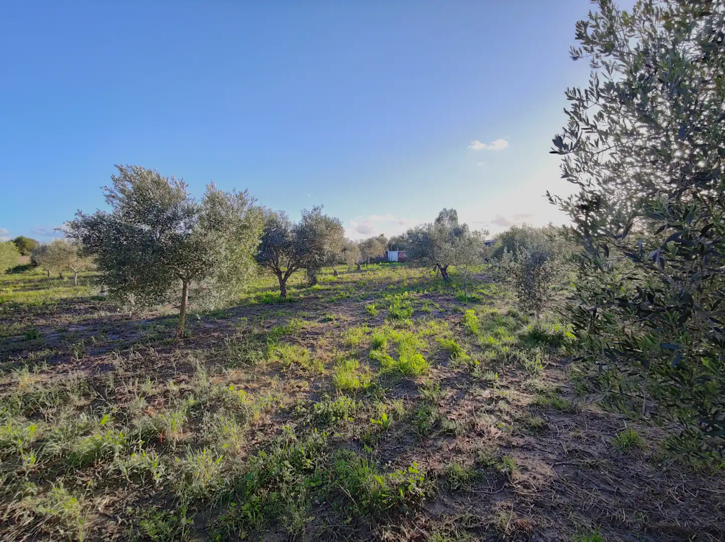 Lands and plots for sale in Lebrija, imagen 16