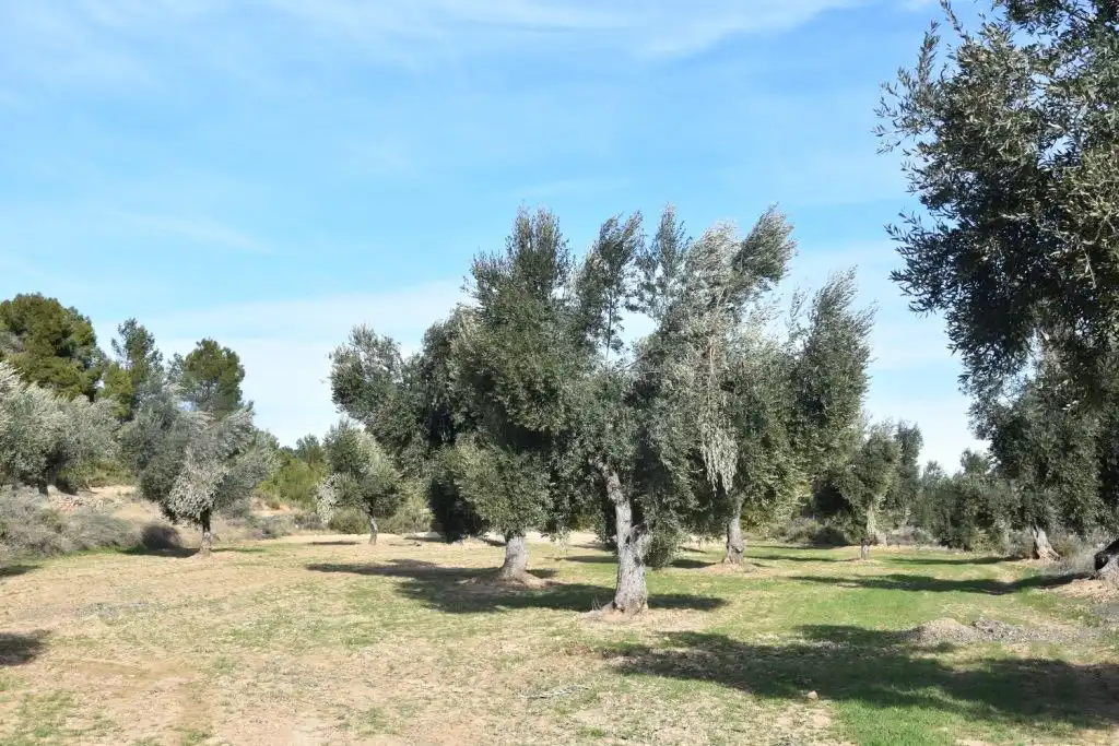Terreni e lotti in vendita a Mazaleón, imagen 4