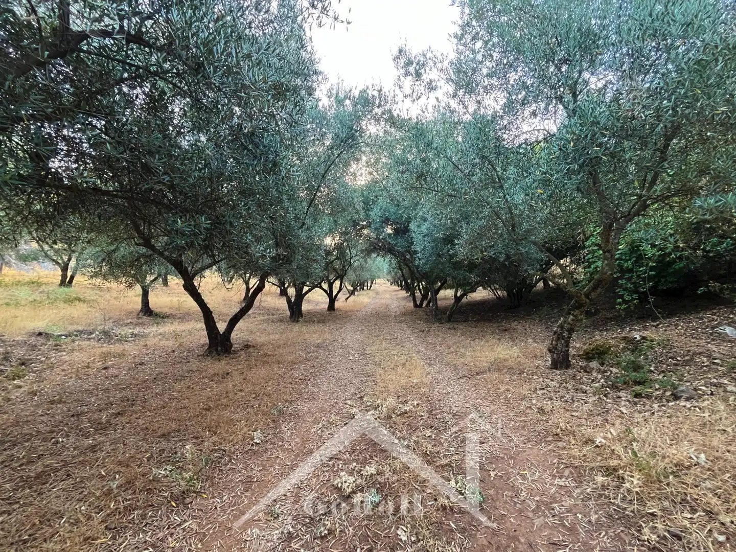Land for sale in Constantina