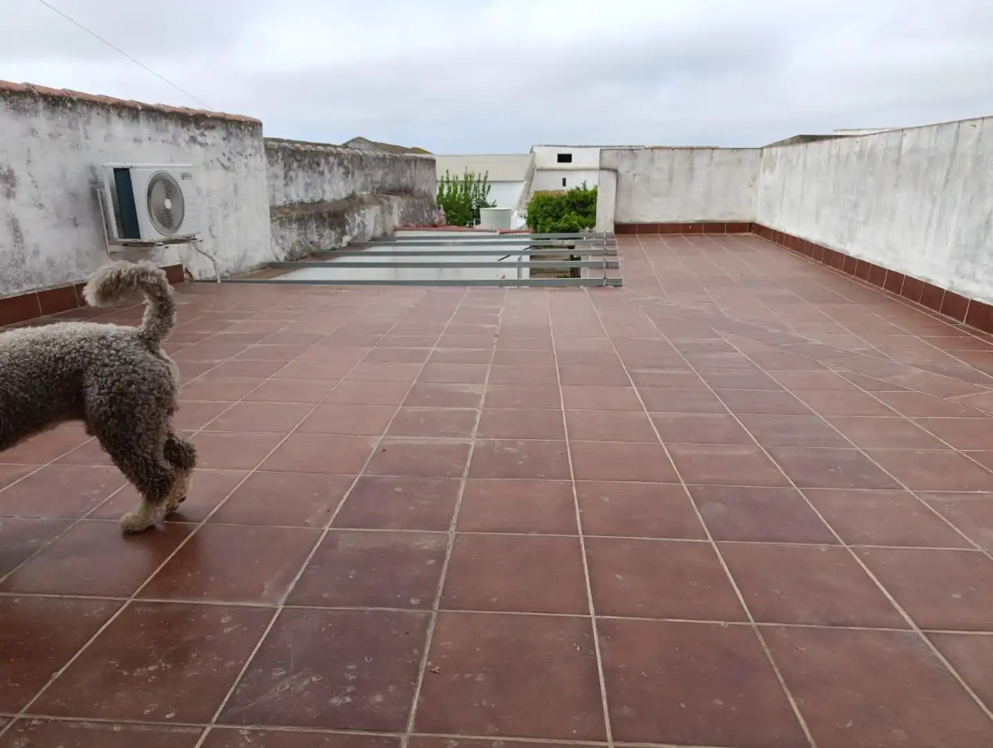 Terraza de Casa o chalet en venta en Manzanilla con Jardín privado