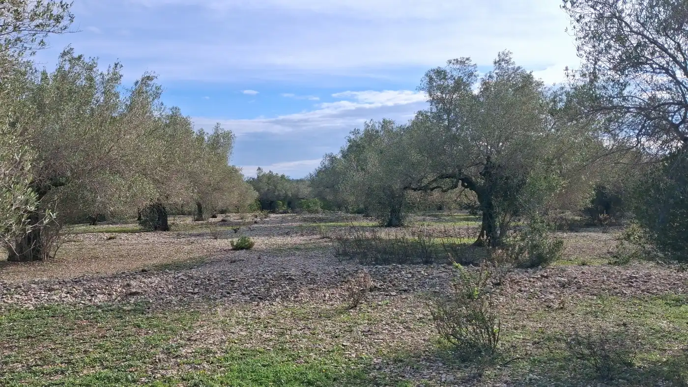 Finca rústica en venta en L'Ampolla