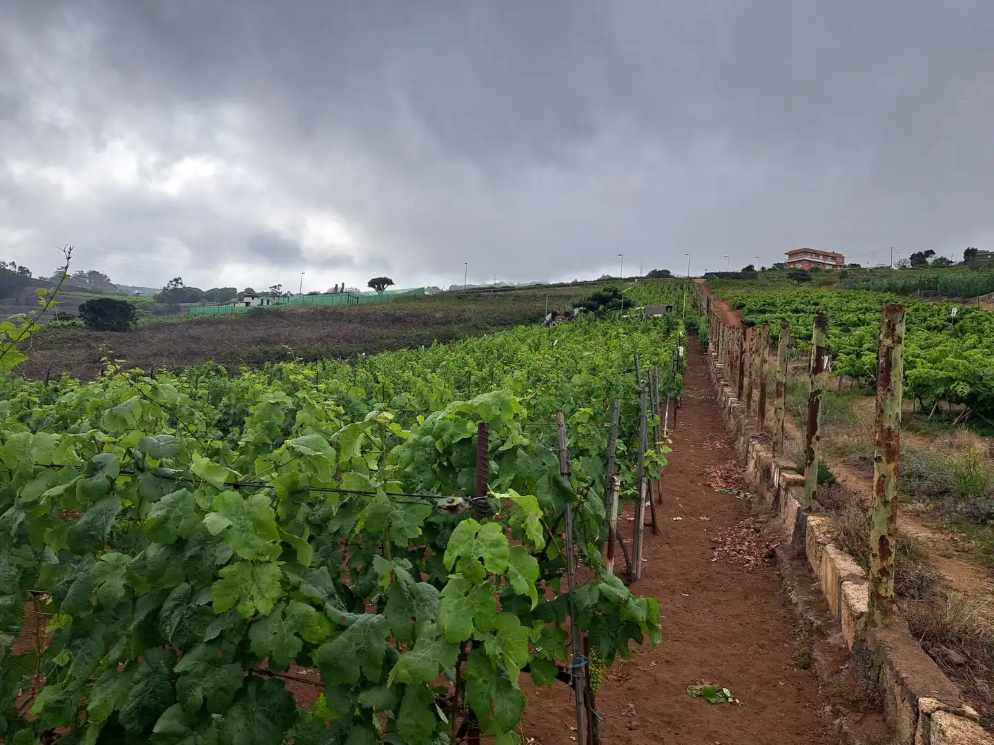 Rural land for sale in El Sauzal, imagen 26