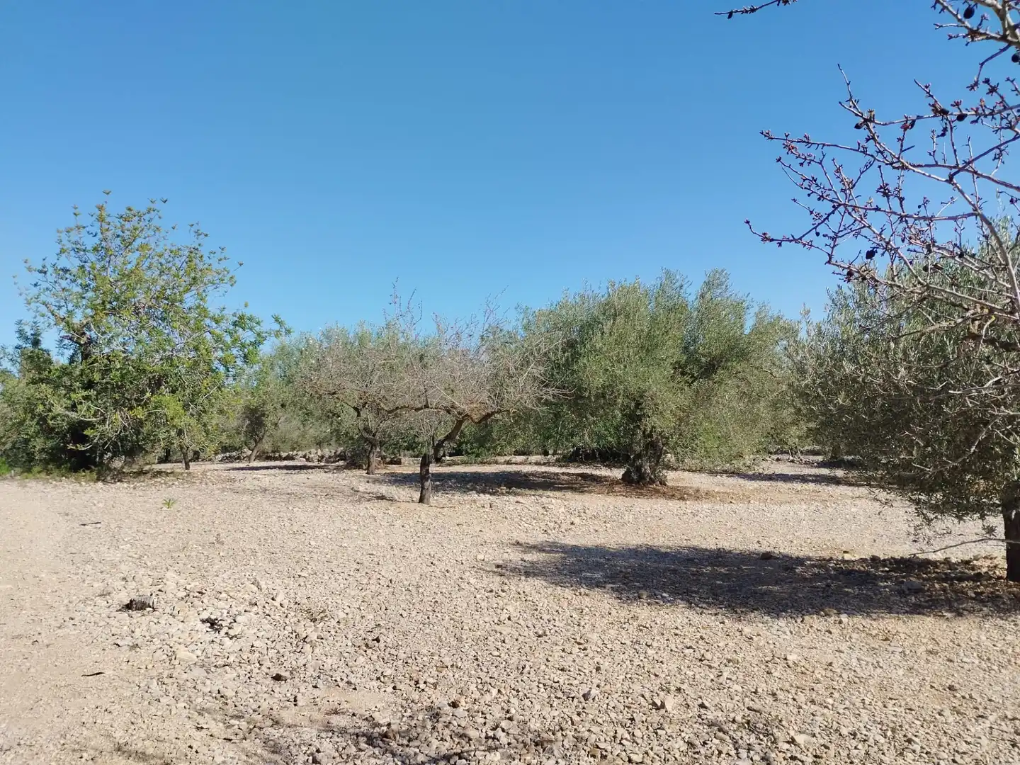 Terreny rústic en venda a N-340 1067, imagen 7