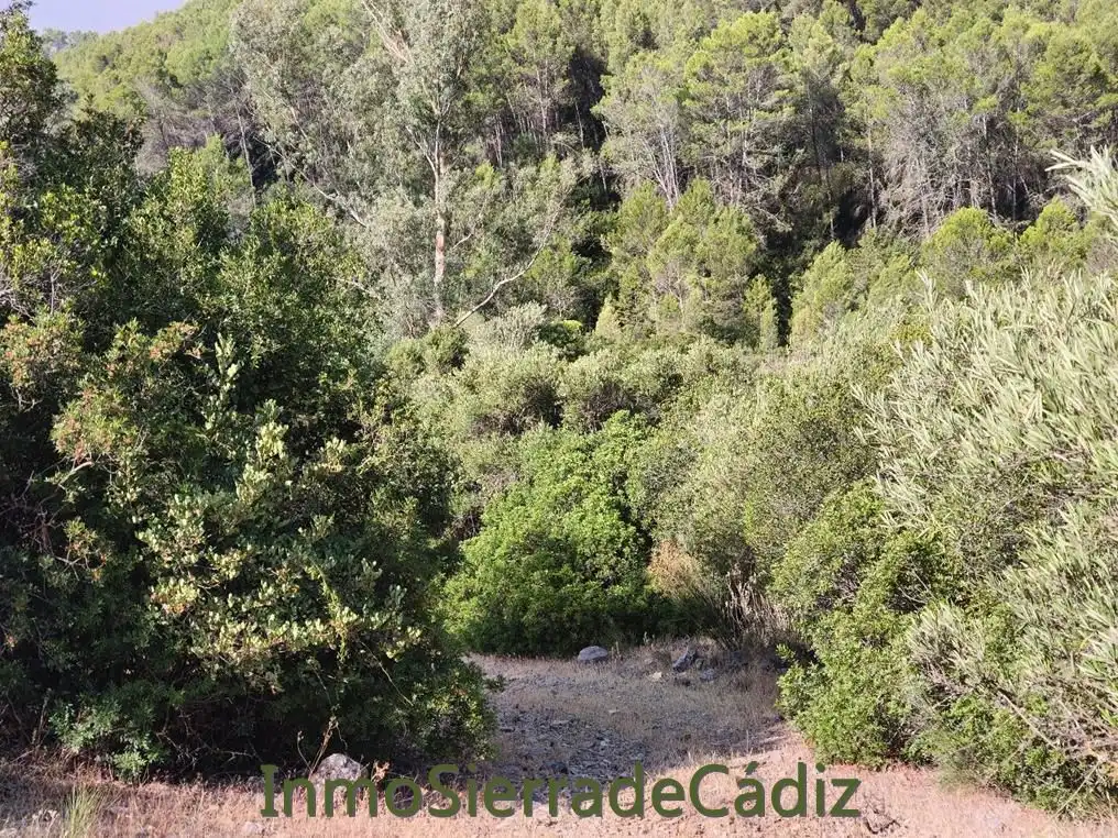 Finca rústica en venda en Algodonales