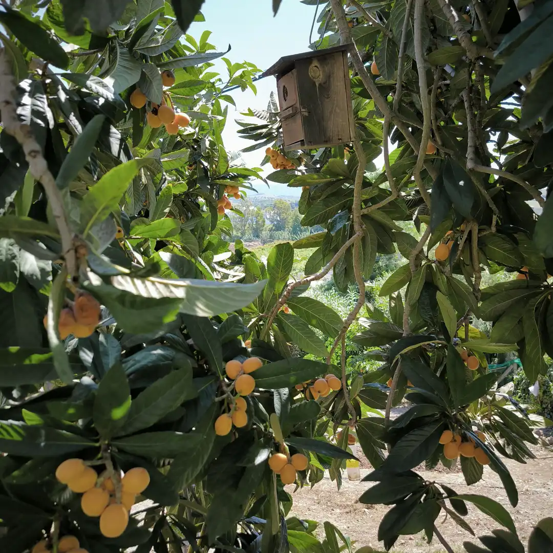 Jardí de Casa o xalet en venda en Jimena de la Frontera amb Piscina