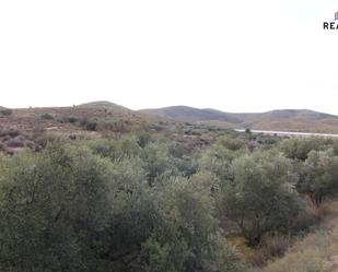 Land for sale in Alcolea