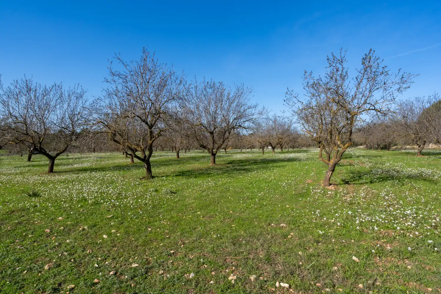 Rural land for sale in Horta de Sant Joan, imagen 6