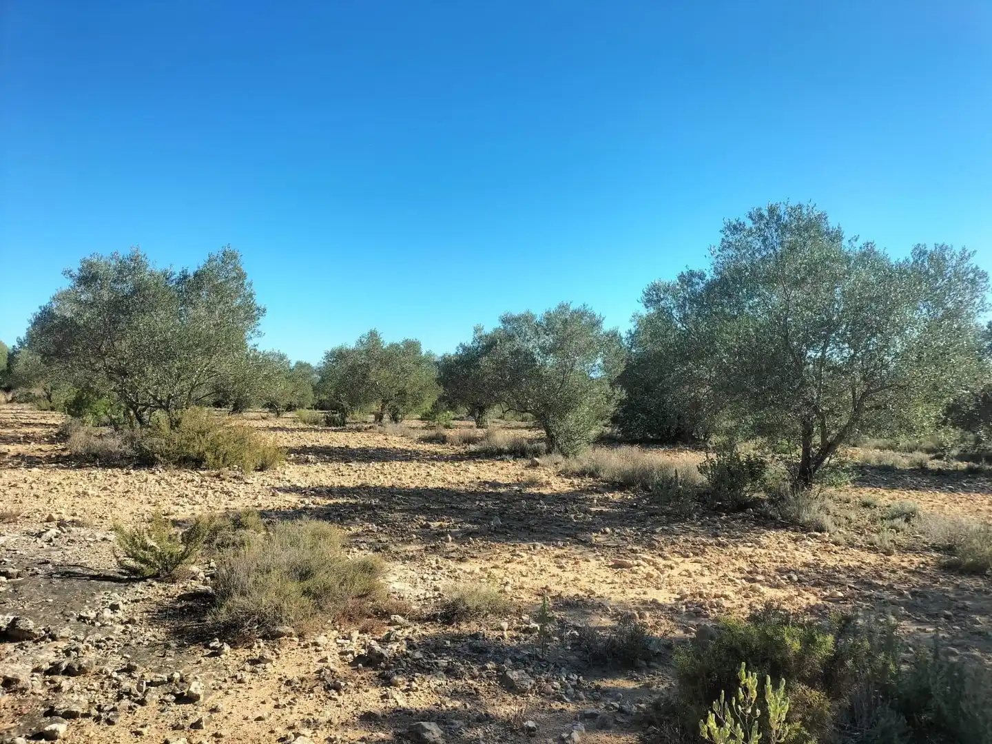 Terreno rustico in vendita a Polígono 6 Parcela 31 CARRASQUETA. NAVARRES (VALE 6, imagen 17