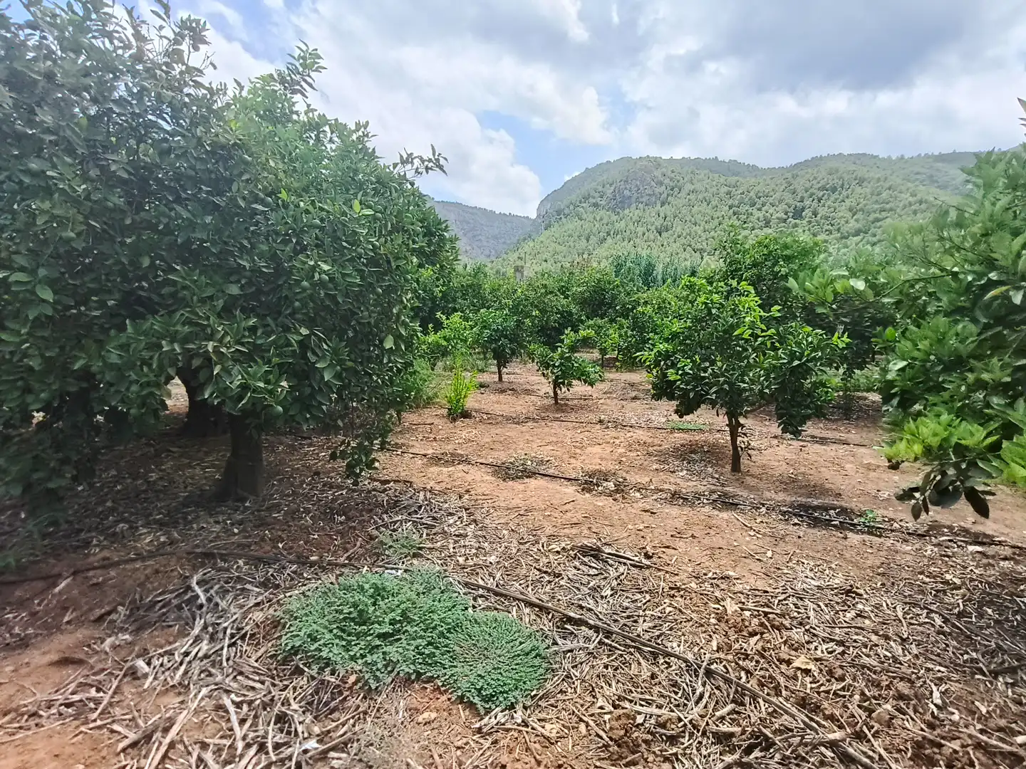 Rural land for sale in Partida Pla 42, imagen 18