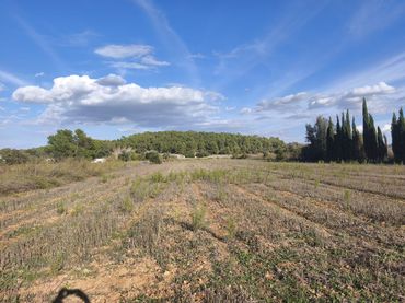 Terreno rustico in vendita a Algaida