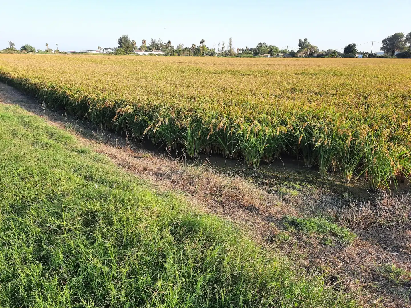 Terrain rustique à vendre à Eucaliptus- Poble Nou del Delta, imagen 7