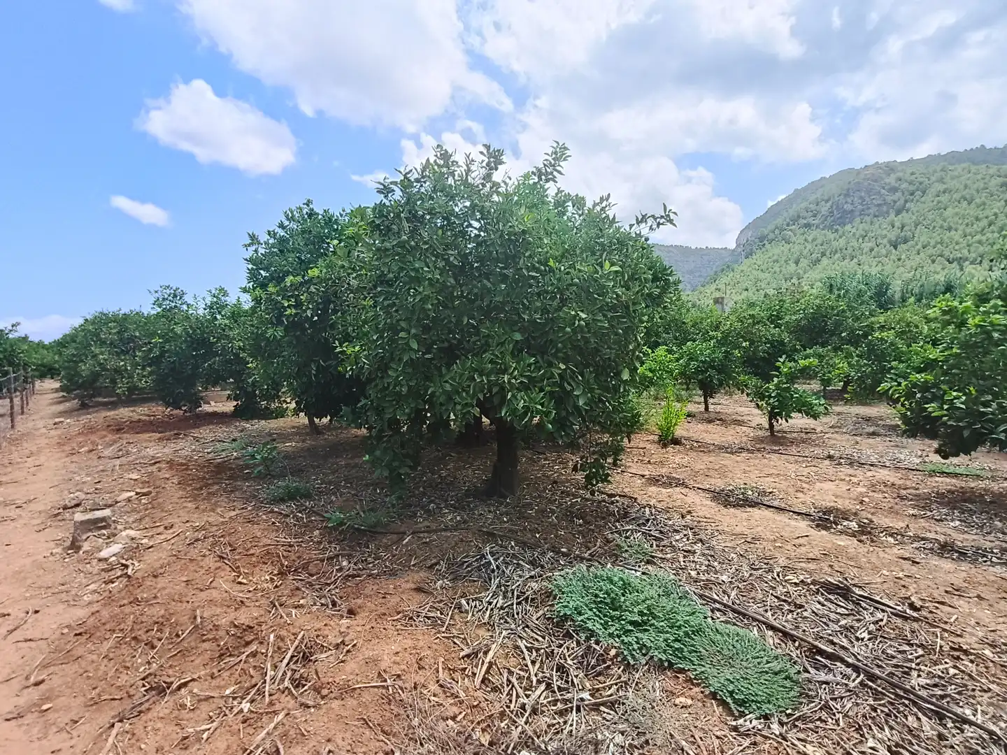 Rural land for sale in Partida Pla 42, imagen 19