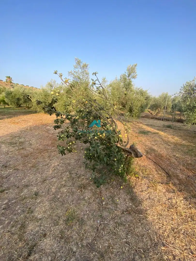 Casa o xalet en venda en Alcaudete amb Jardí privat, Traster i Piscina