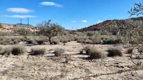 Terreno de 20.567 m con olivos entre los polígonos industriales de Elda y Monóvar, immagine 2