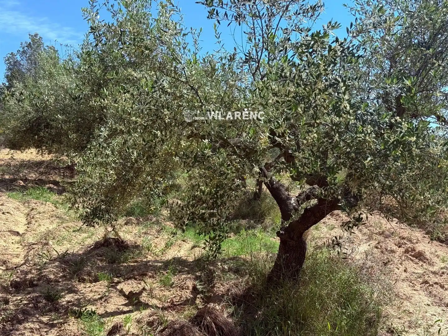 Rural land for sale in Massos de Vespella, imagen 2