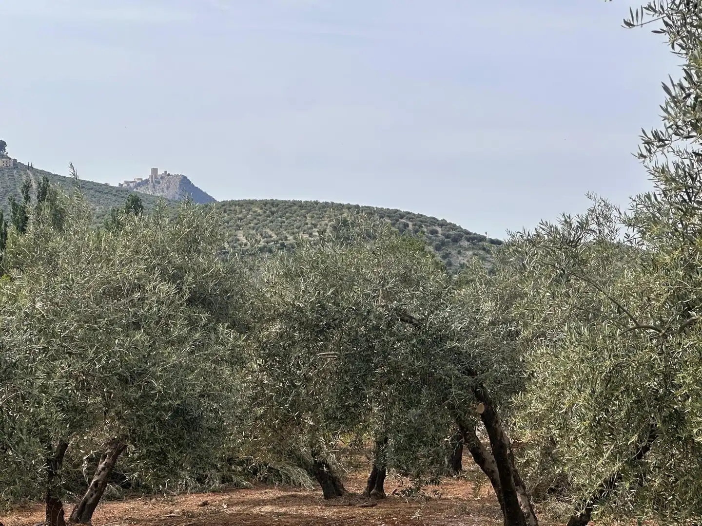 Finca rústica en venda en Jaén