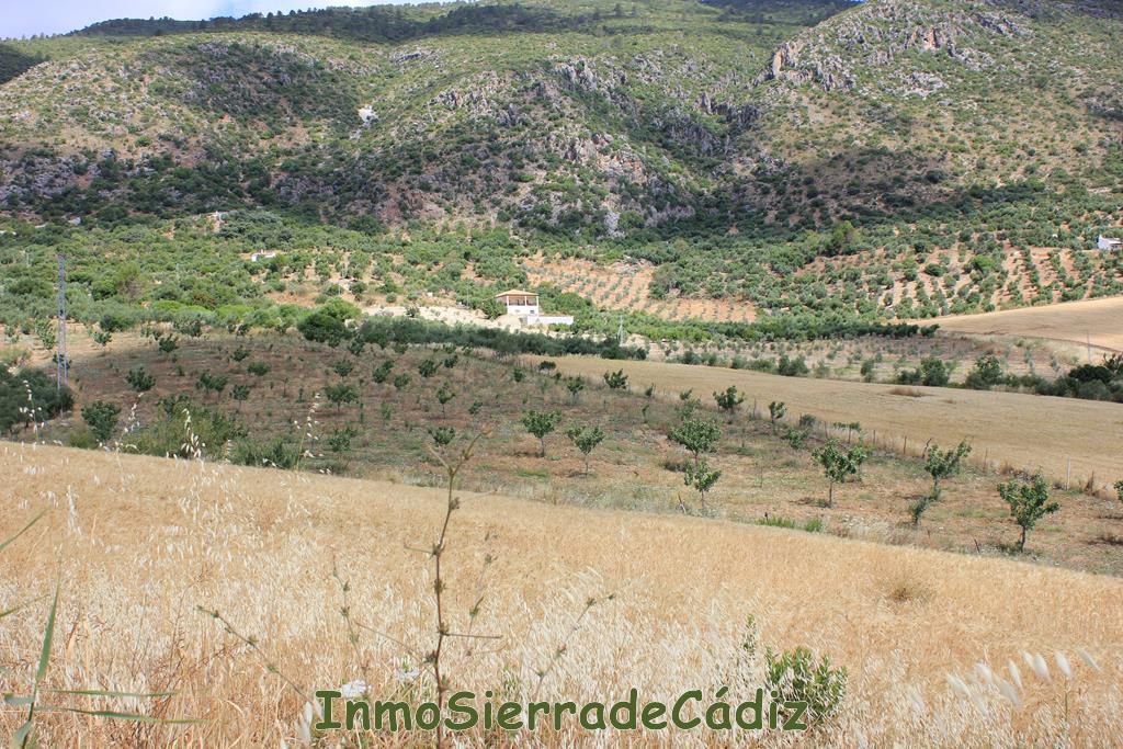 Finca rústica en venta en Algodonales