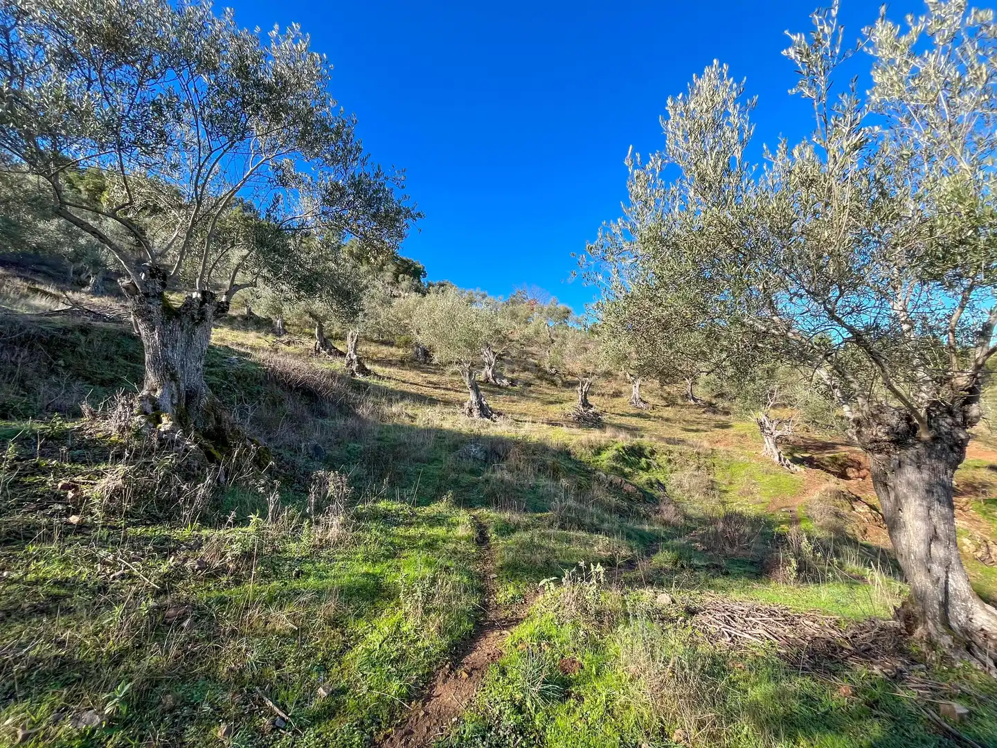 Terreno en venta en La Nava
