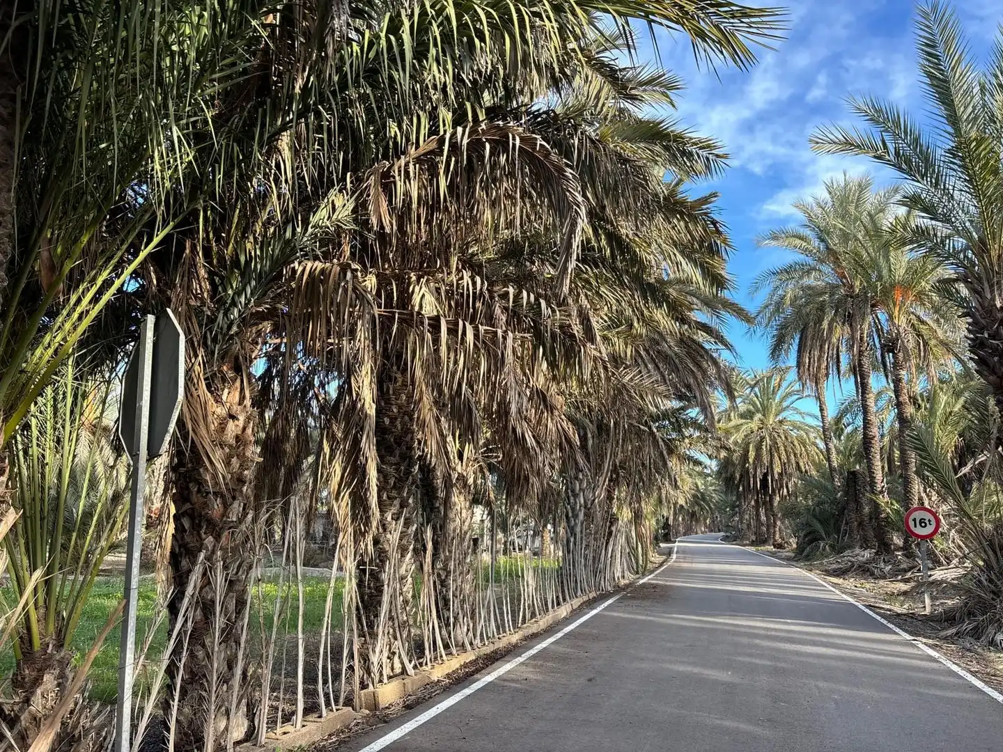 Vista exterior de Finca rústica en venda en Elche / Elx