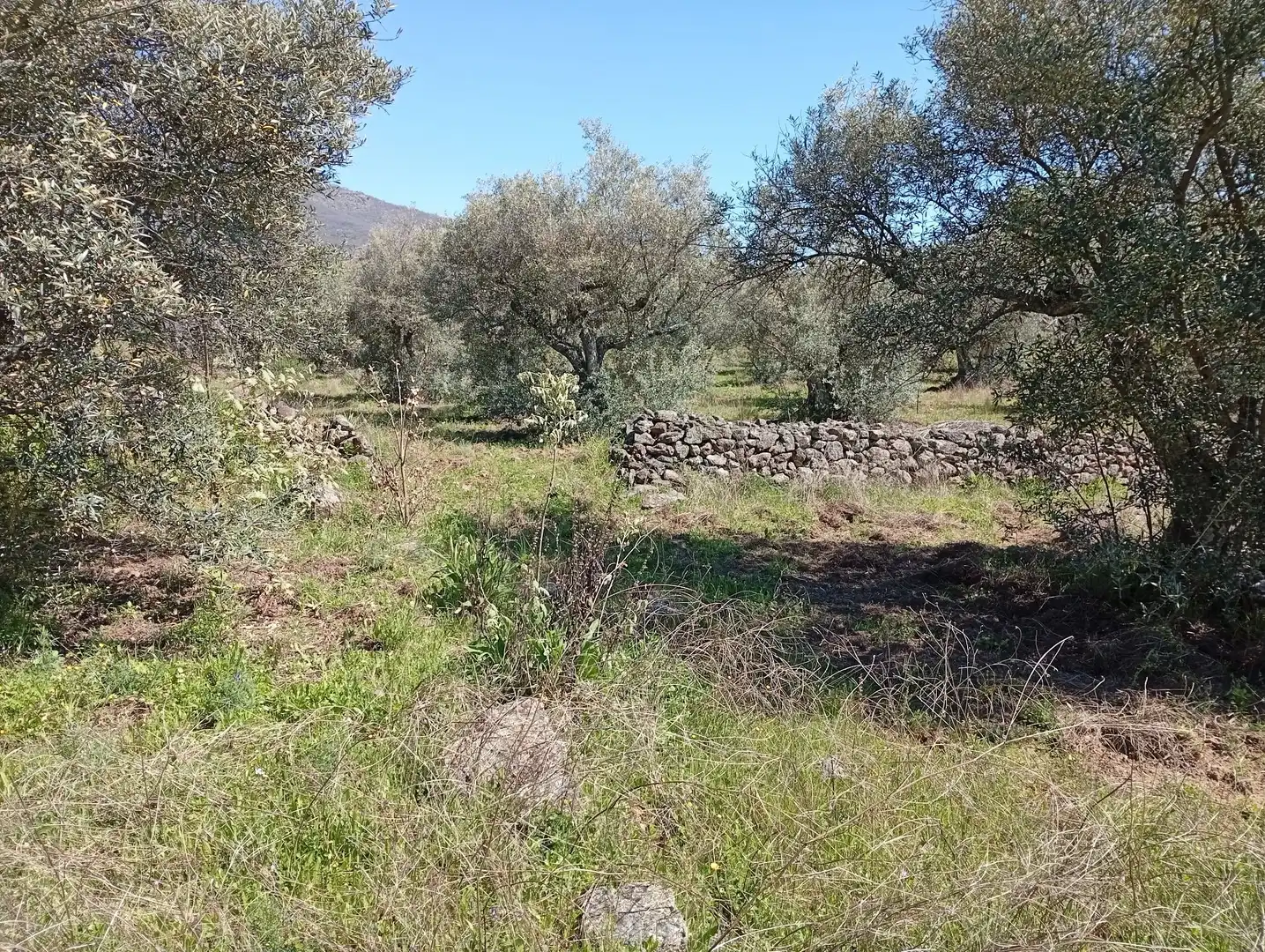 Terreni e lotti in vendita a Valverde de la Vera, imagen 22