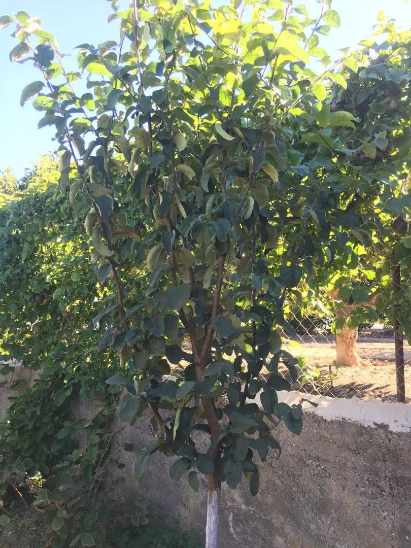 Casa rústica en venda a Monte los Almendros - El Pargo - Costa Aguilera, imagen 58