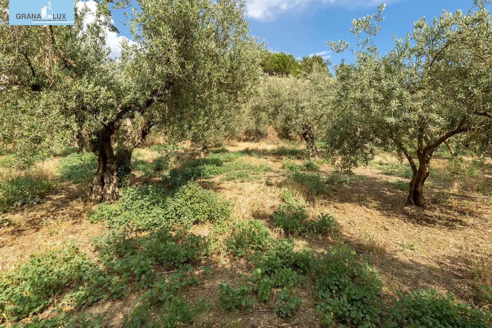 Terreno rustico in vendita a Calle POL 1, PARC 176, imagen 8
