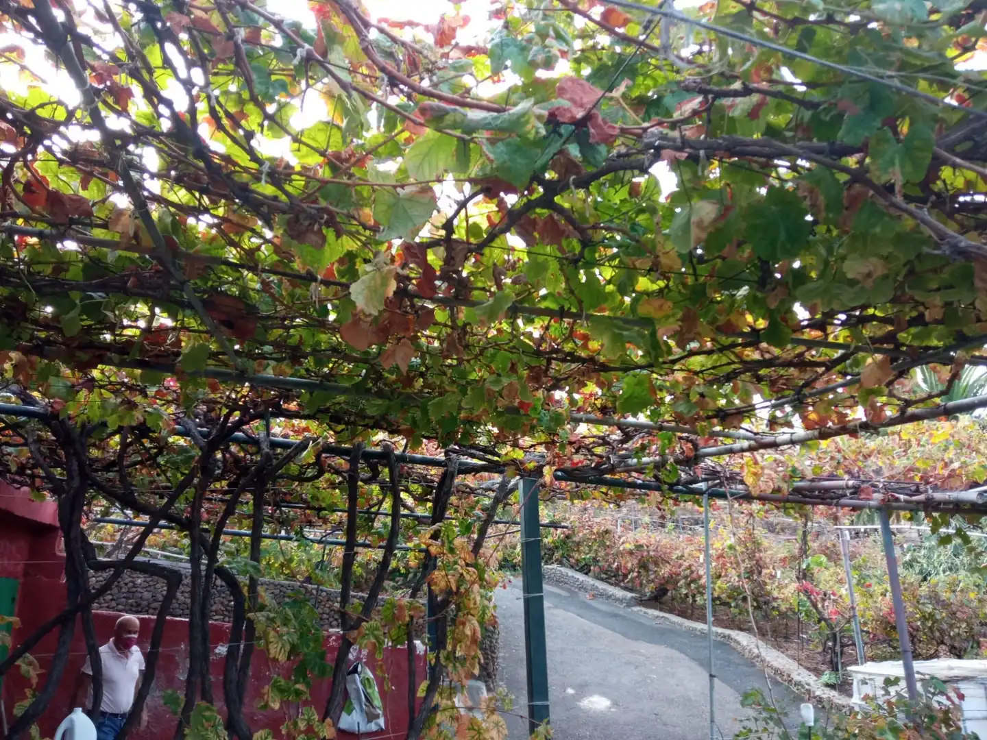 Terreno rustico in vendita a Las Cuevas - Los Gómez, imagen 27