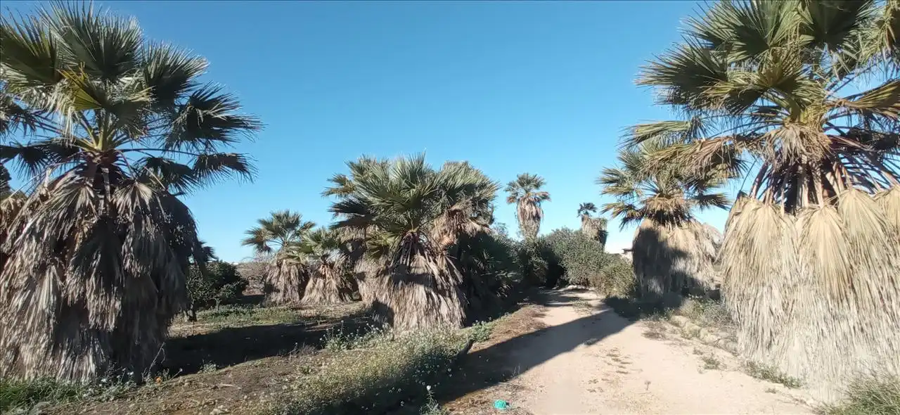 Terreno rústico en venta en LO MESEGUER. LOS MONTESINOS, POL 1, imagen 3