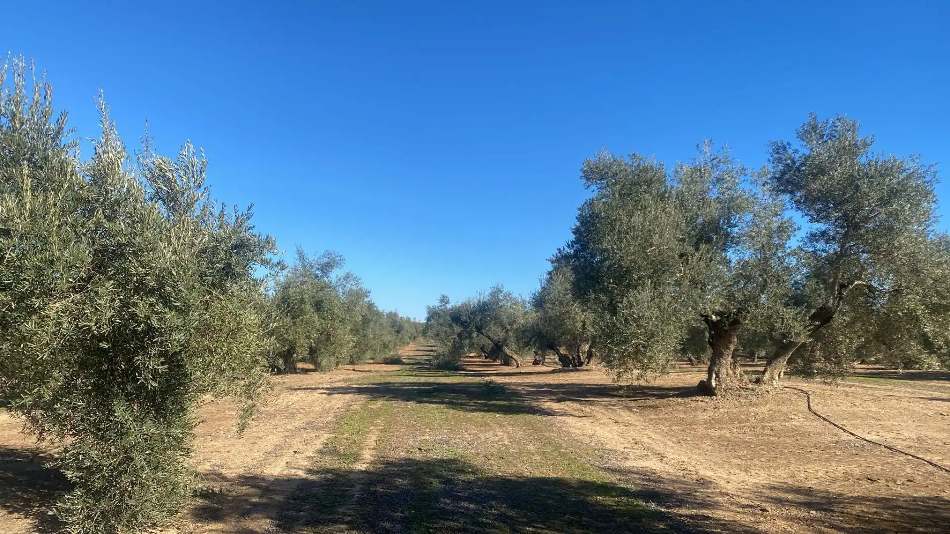 Terreni e lotti in vendita a Jabalquinto, imagen 9