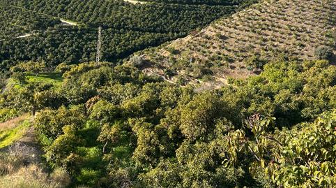 Foto 5 de Terreno en venta en Barrio Trapiche-la Palma Sg.t, 6, Norte - Barrio del Pilar - El Reñidero, Vélez-Málaga