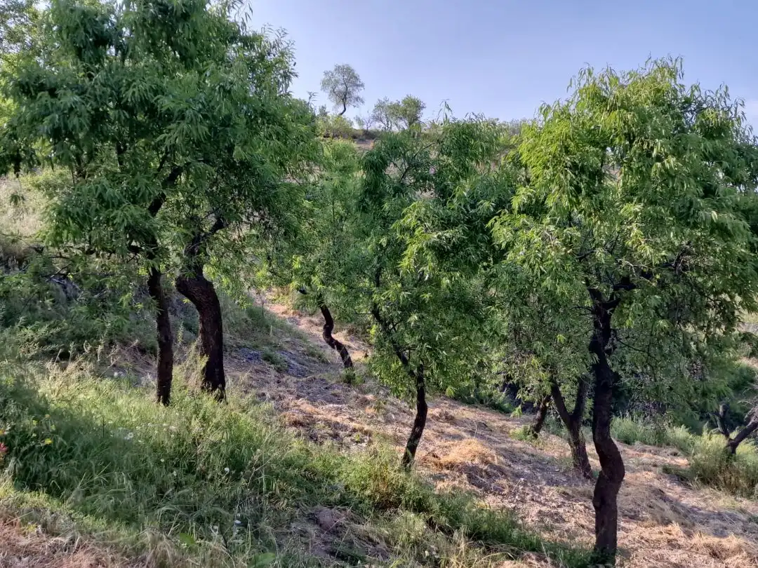 Land for sale in Cástaras