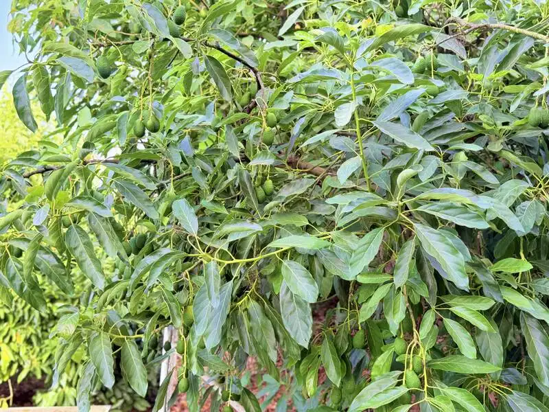 Jardí de Casa o xalet en venda en Benamocarra amb Jardí privat i Moblat