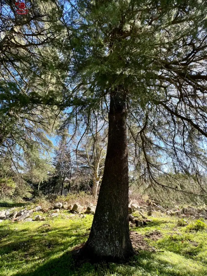 Wohnbaugrundstück zum Verkauf in Cercedilla, imagen 10