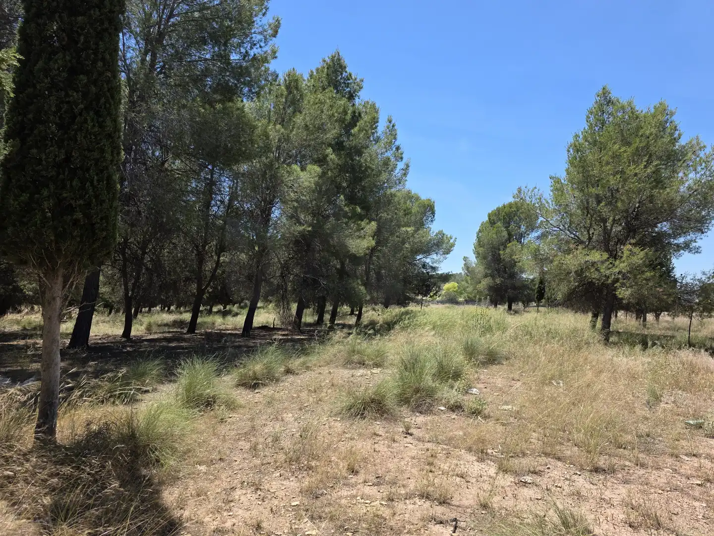 Terreny rústic en venda a Calasparra, imagen 3