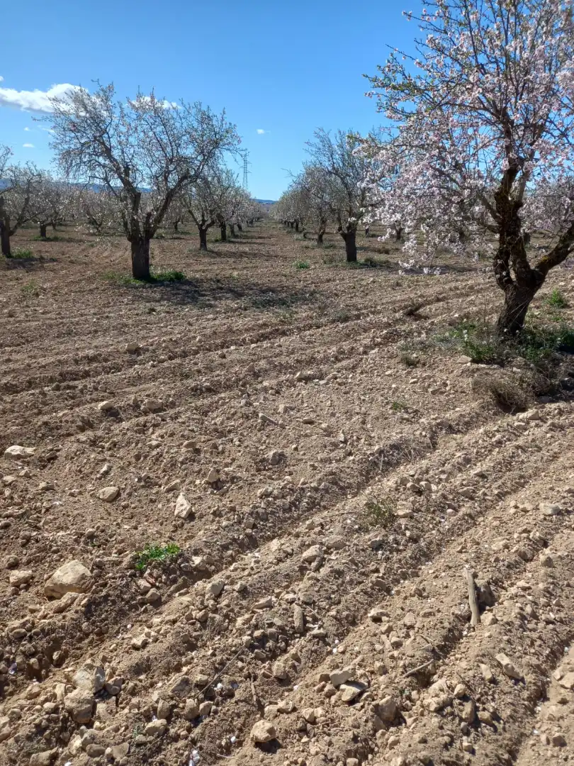 Terreno en venta en Fuenterrobles