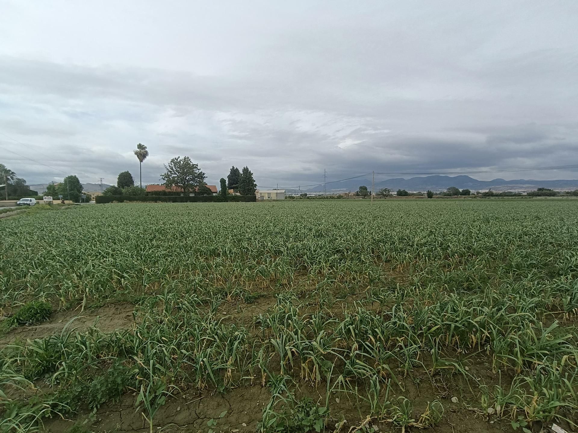 Terreno en venta en Vegas del Genil