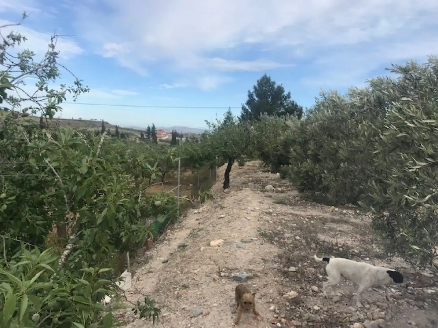 Finca rústica en venta en Cartagena
