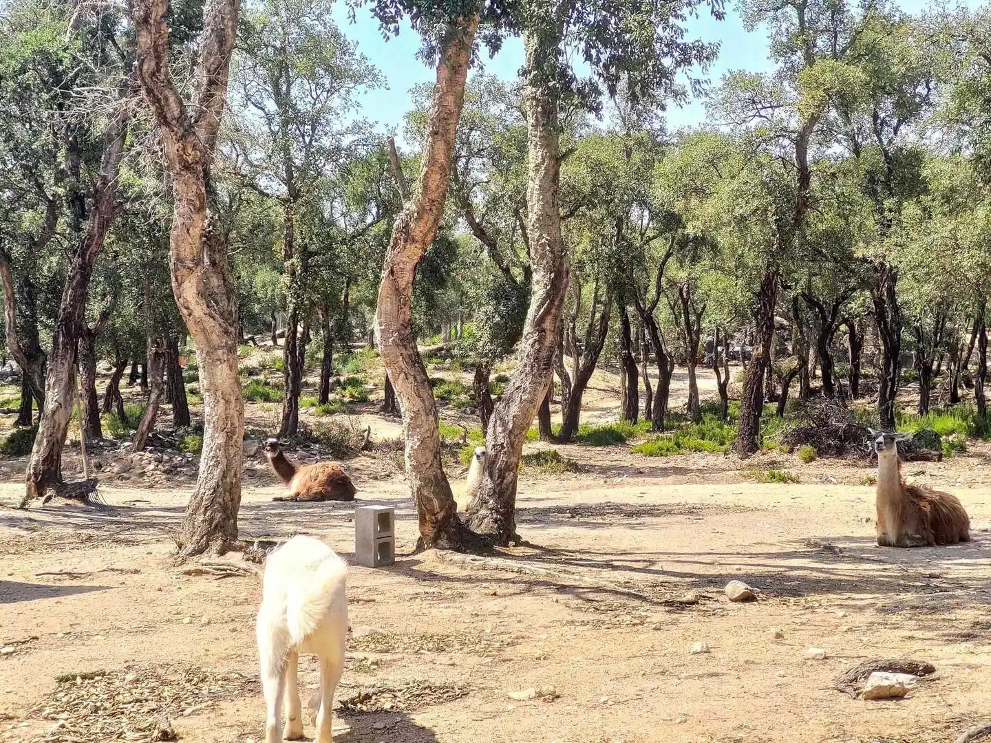 Garden of Country homes for sale in La Jonquera  with Air Conditioner, Heating and Terrace