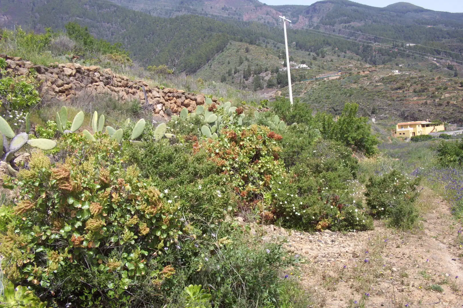 Rural land for sale in Calle Galván, imagen 6