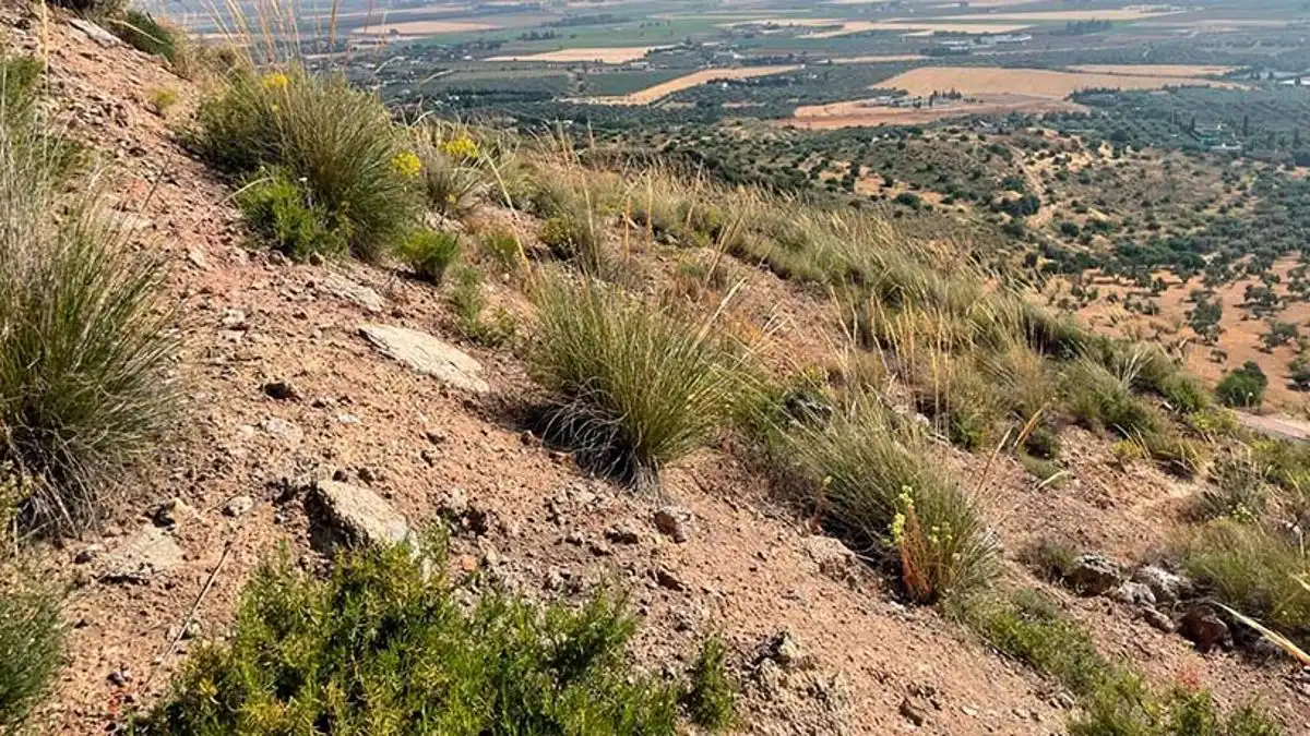 Lands and plots for sale in Bobadilla - Bobadilla Estación - La Joya, imagen 5