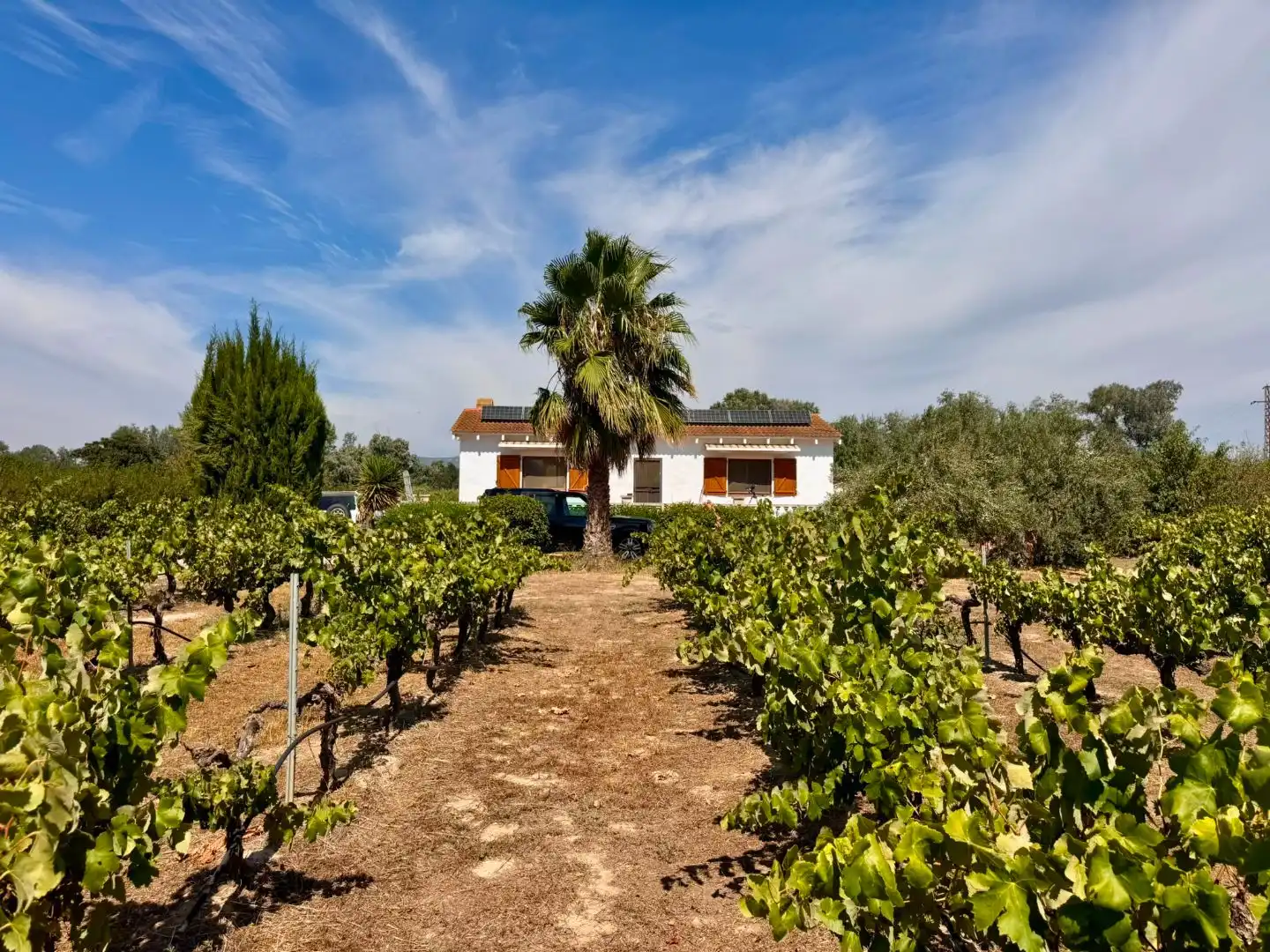 Jardí de Casa o xalet en venda en Ginestar, Tarragona