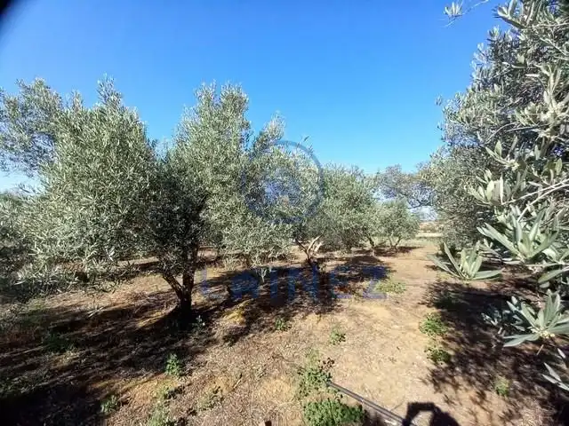 Rural land for sale in Fuente Obejuna, imagen 50